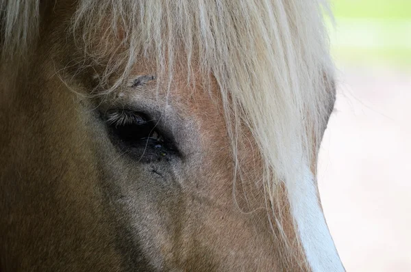 Hnědý kůň — Stock fotografie