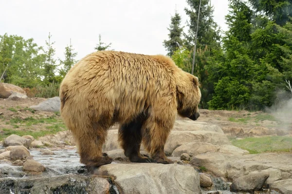 Un orso grizzly — Foto Stock