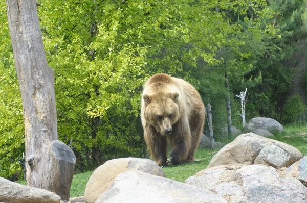 Ein Grizzlybär — Stockfoto