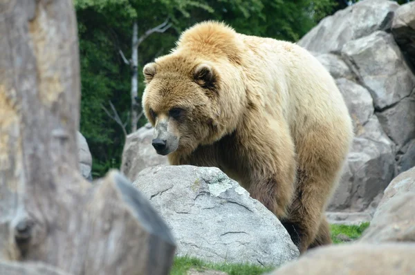 Um urso pardo — Fotografia de Stock