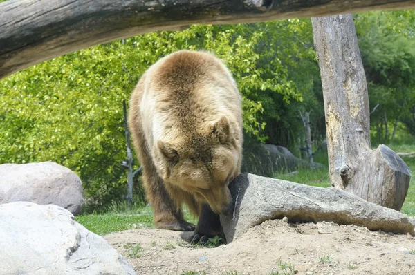 Ein Grizzlybär — Stockfoto