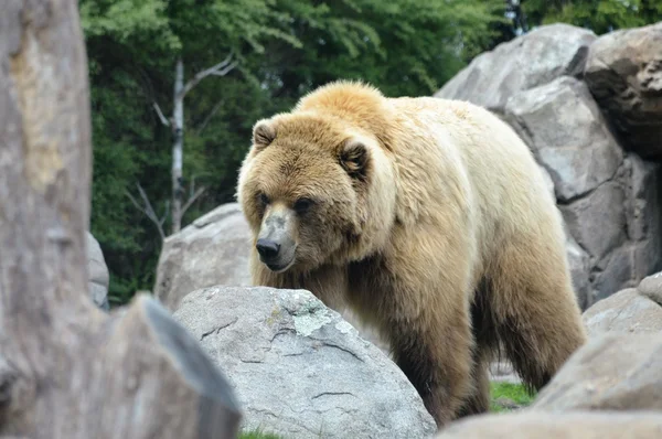 Ein Grizzlybär — Stockfoto