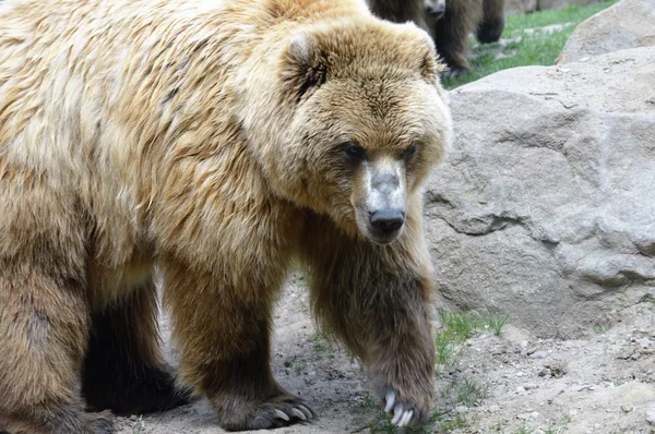 Un orso grizzly — Foto Stock