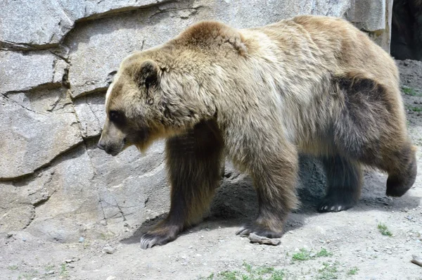 Un orso grizzly — Foto Stock