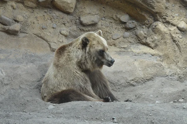 Un orso grizzly — Foto Stock