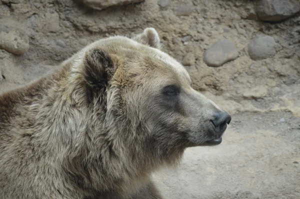 Egy grizzly medve — Stock Fotó