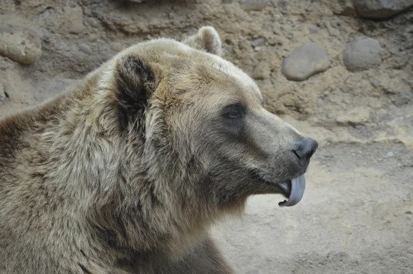 Um urso pardo — Fotografia de Stock