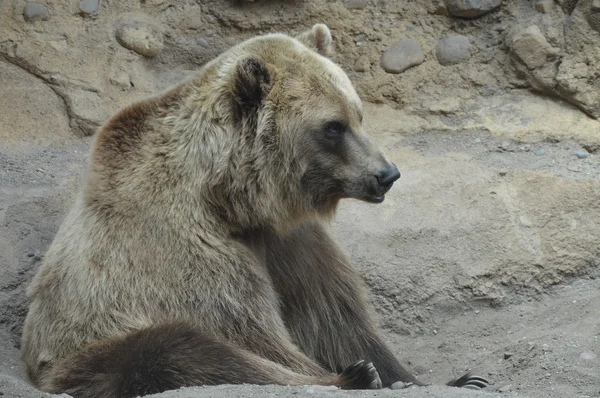 Um urso pardo — Fotografia de Stock