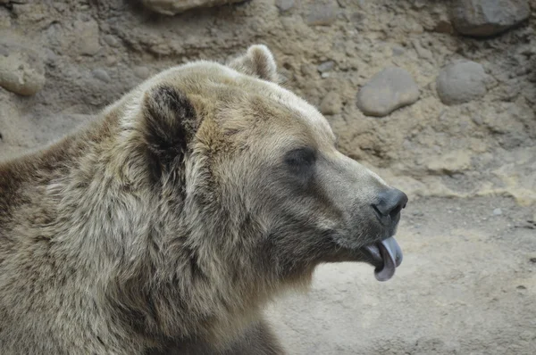 Ein Grizzlybär — Stockfoto