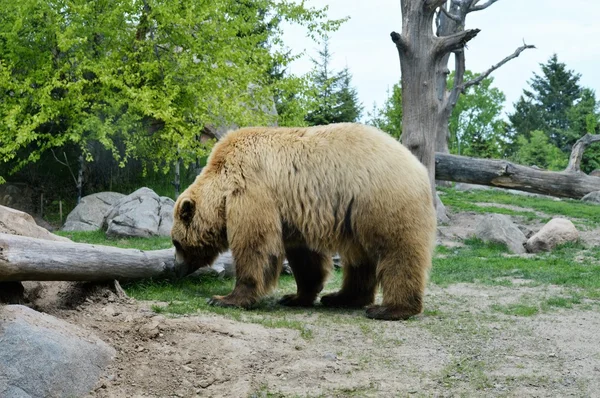 Um urso pardo — Fotografia de Stock