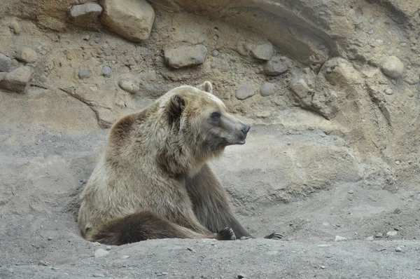 Um urso pardo — Fotografia de Stock