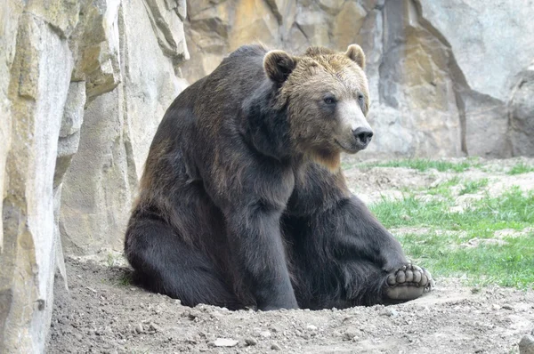 Een grizzly beer — Stockfoto