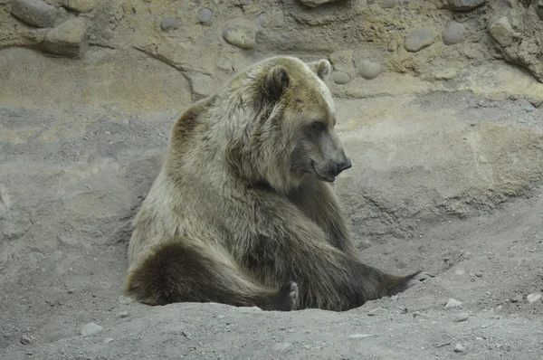 En grizzlybjörn — Stockfoto