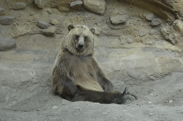 Ein Grizzlybär — Stockfoto