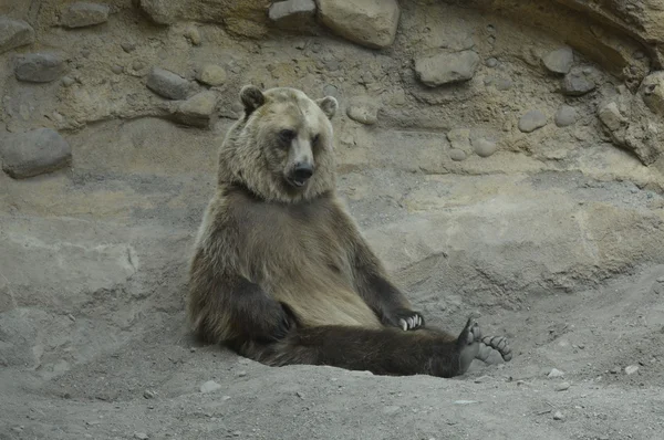 Un orso grizzly — Foto Stock