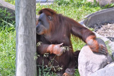 Yetişkin bir Orangutan