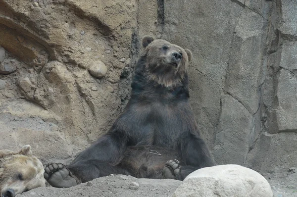 Um urso pardo — Fotografia de Stock