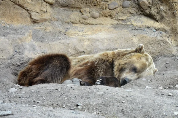 Um urso pardo — Fotografia de Stock