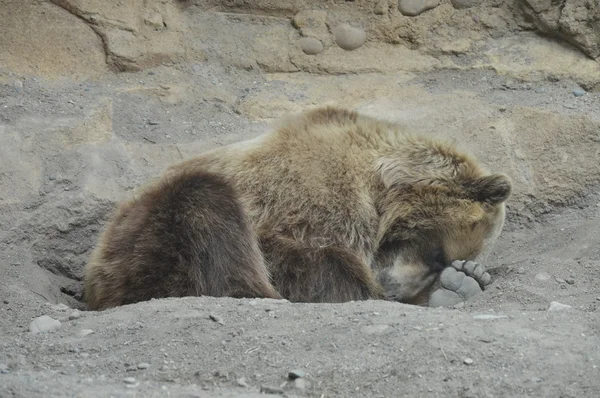 Um urso pardo — Fotografia de Stock