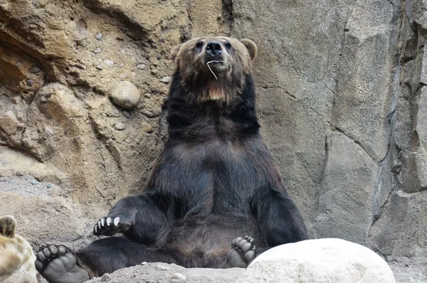 Un orso grizzly — Foto Stock