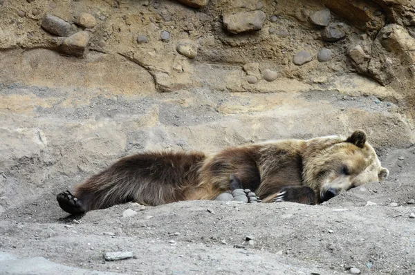 Un orso grizzly — Foto Stock