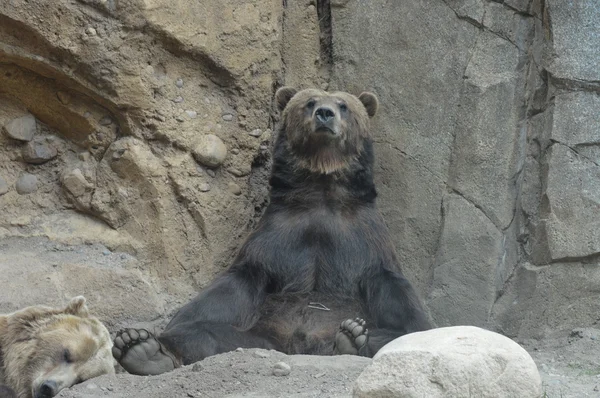 Um urso pardo — Fotografia de Stock