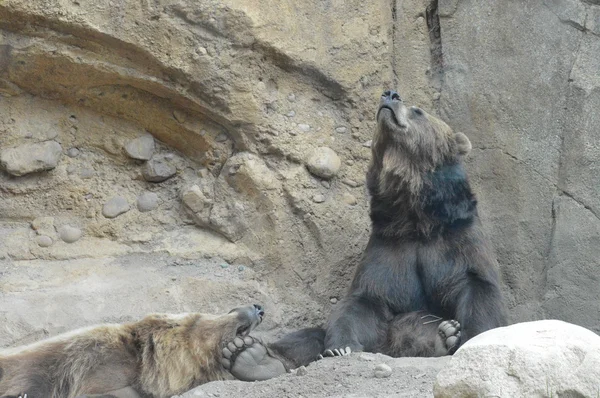 Um urso pardo — Fotografia de Stock