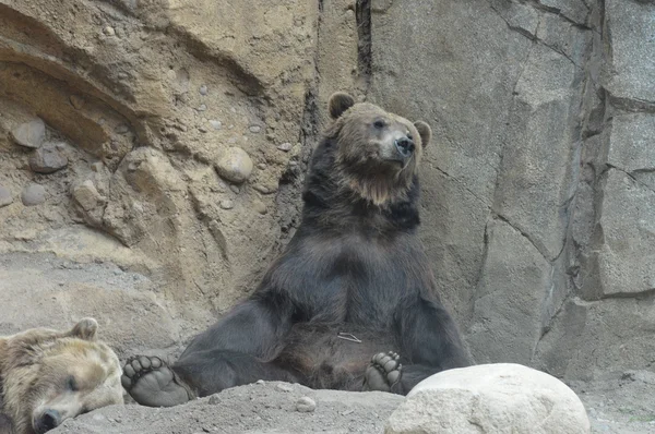 Un orso grizzly — Foto Stock