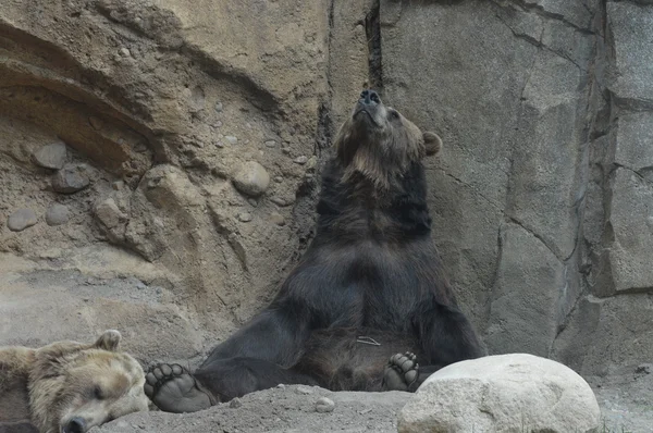 En grizzlybjörn — Stockfoto