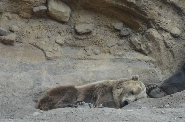 A Grizzly Bear — Zdjęcie stockowe