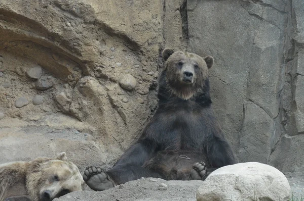 Um urso pardo — Fotografia de Stock