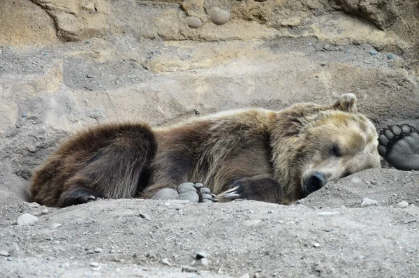 Um urso pardo — Fotografia de Stock