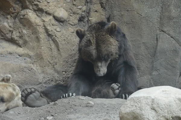 Un orso grizzly — Foto Stock