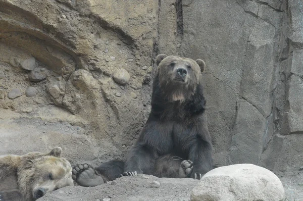 Um urso pardo — Fotografia de Stock