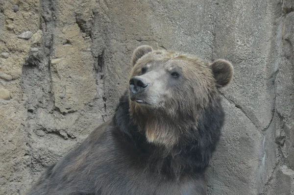 Un oso pardo — Foto de Stock