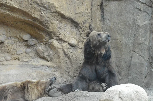 Um urso pardo — Fotografia de Stock