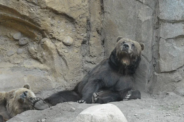 Um urso pardo — Fotografia de Stock