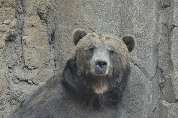 Um urso pardo — Fotografia de Stock