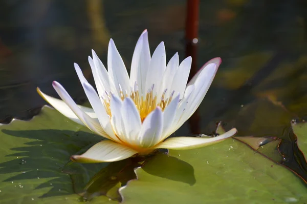 A Water Lily — Stock Photo, Image