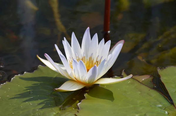 A Water Lily — Stock Photo, Image