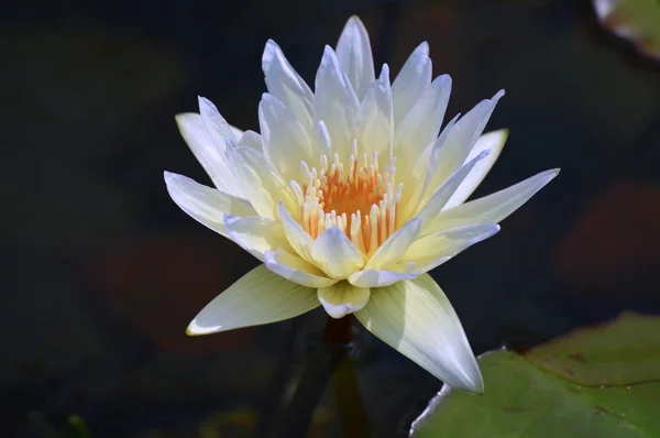 Un lirio de agua — Foto de Stock