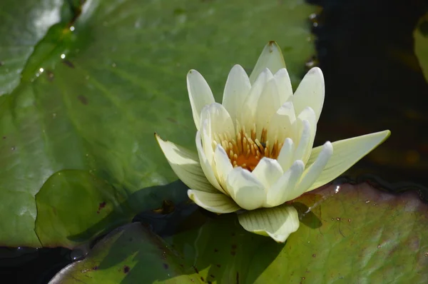 A Water Lily — Stock Photo, Image