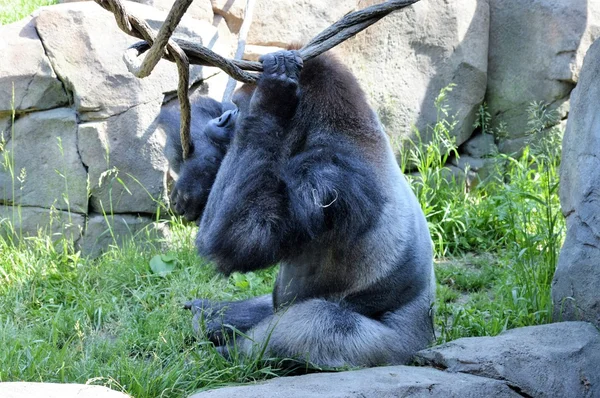 Låglandet Mountain Gorilla — Stockfoto