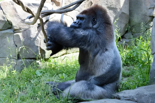 Gorille des basses terres — Photo