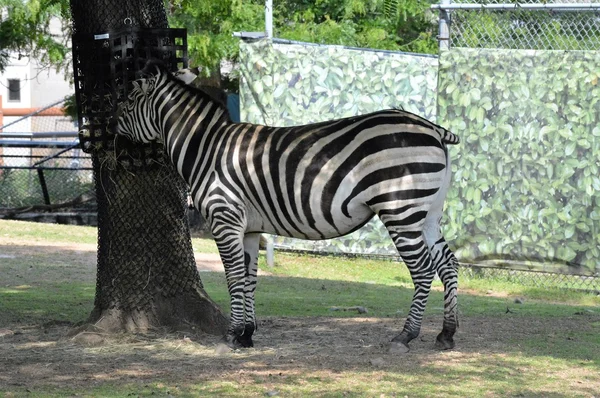 Zebra im Schatten — Stockfoto