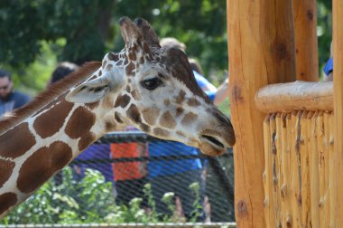 Zürafa besleme istasyonu