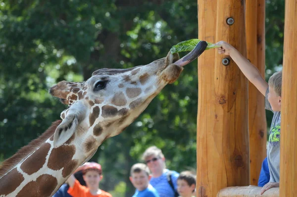 Giraffenfutterstation — Stockfoto