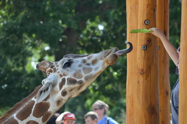 Giraffenfutterstation — Stockfoto