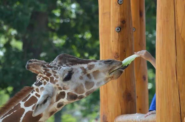 Giraffe Feeding Station — Stock Photo, Image