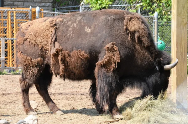 Un bisonte adulto — Foto de Stock